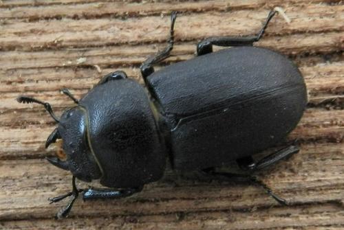 Réf. 170 537 : Dorcus parallelipipedus