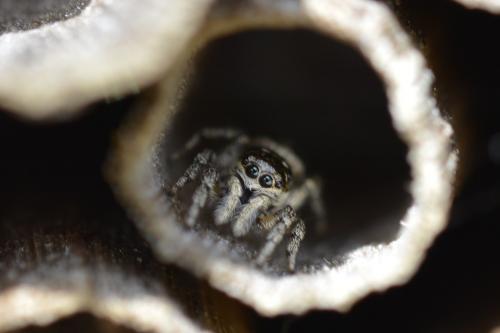 Salticus sp.