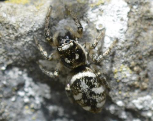 Salticus sp.