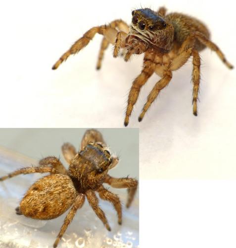 Evarcha arcuata