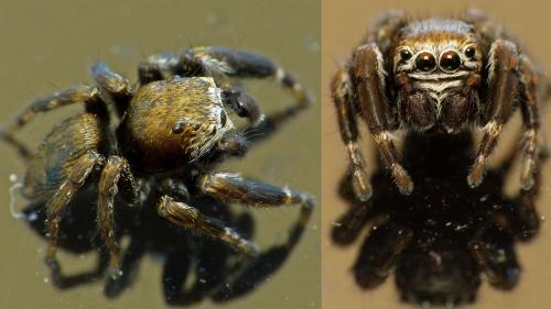Réf. 170 870 : Evarcha arcuata