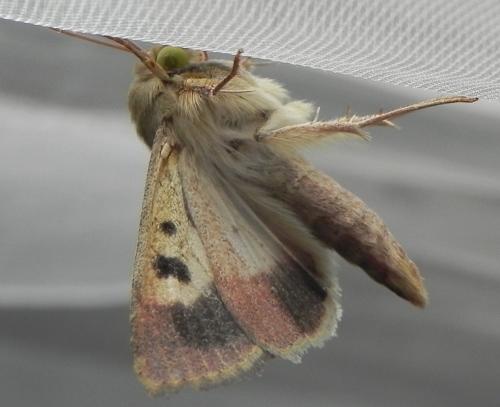 Helicoverpa armigera
