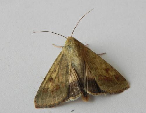 Réf. 170 313 : Helicoverpa armigera