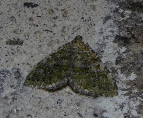 Euphyia frustata