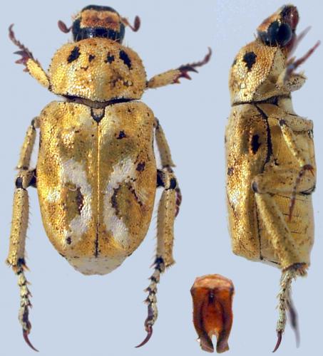 Réf. 170 972 : Hoplia aurata