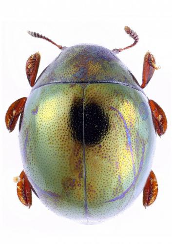 Réf. 170 674 : Pedilophorus sp.