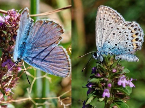 Réf. 170 853 : Plebejus idas