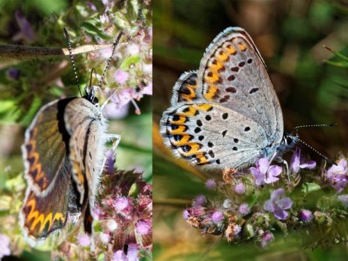 Réf. 170 855 : Plebejus idas