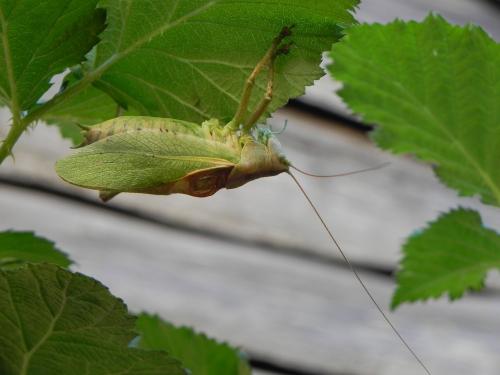 Tettigonia cantans