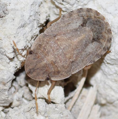 Réf. 170 732 : Sciocoris deltocephalus