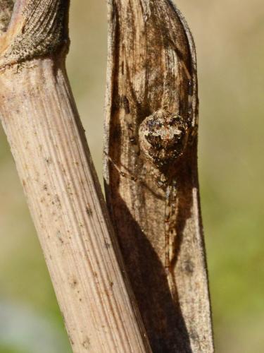 Réf. 170 859 : Episinus maculipes