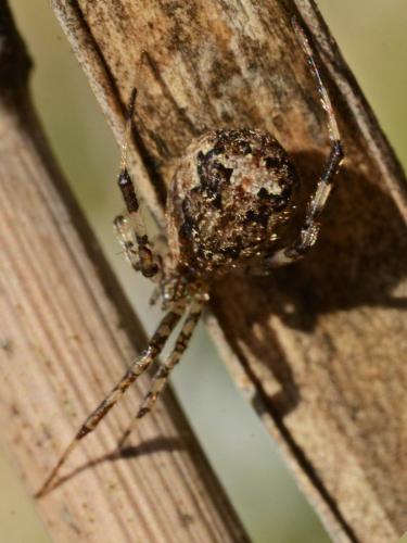 Episinus maculipes