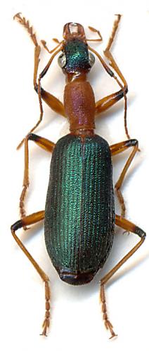 Réf. 170 923 : Drypta ruficollis
