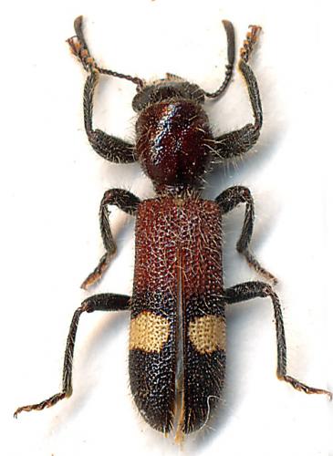 Phloiocopus tricolor