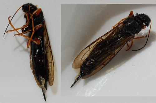 Réf. 170 440 : Sirex juvencus