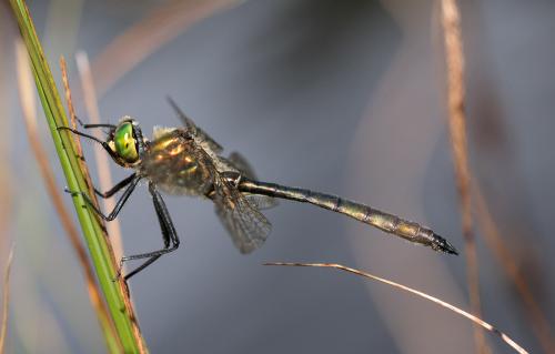 Réf. 170 529 : Somatochlora metallica