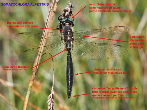 Réf. 170 722 : Somatochlora alpestris