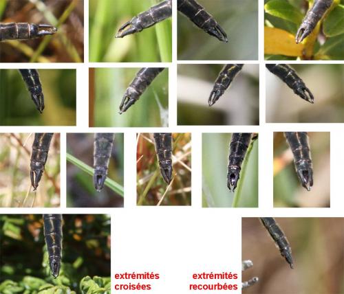 Réf. 170 723 : Somatochlora alpestris