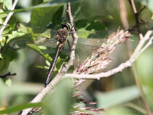Somatochlora metallica