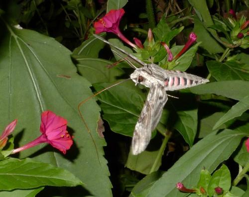 Agrius convolvuli