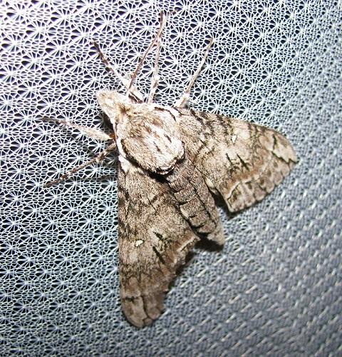 Panogena jasmini