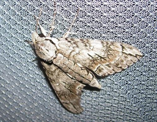 Réf. 170 429 : Panogena jasmini