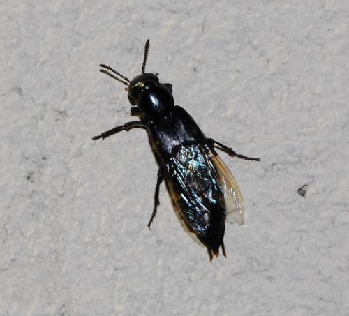 Staphylininae