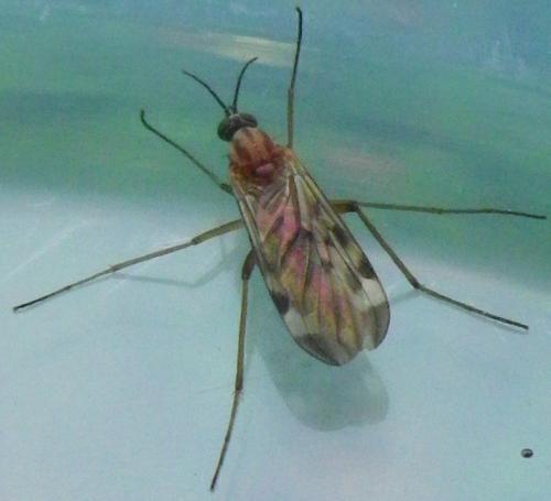 Sylvicola sp.