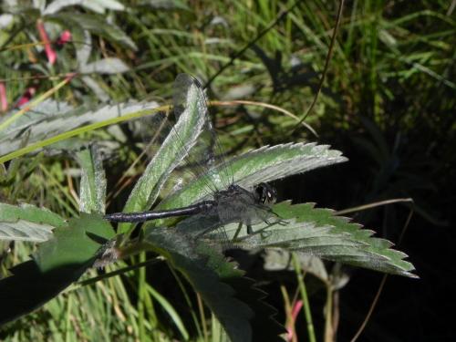 Réf. 170 137 : Sympetrum danae