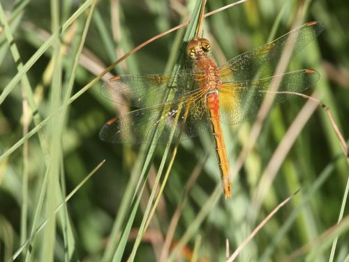 Sympetrum flaveolum