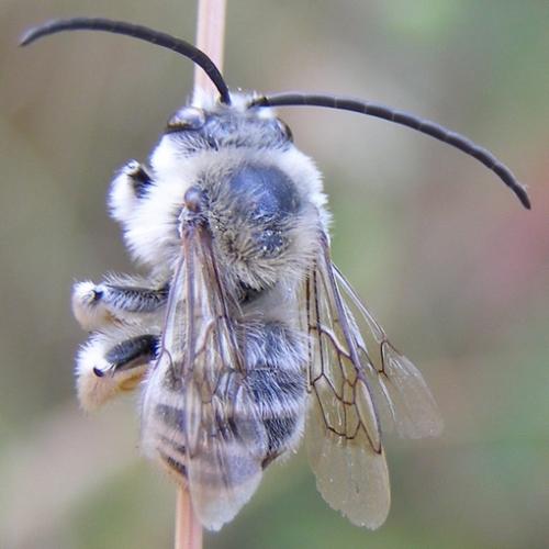 Réf. 170 280 : Tetraloniella sp.