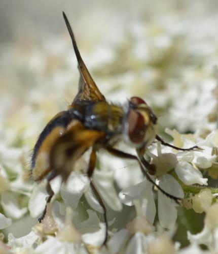 Ectophasia crassipennis