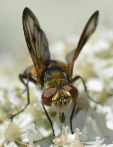 Réf. 170 840 : Ectophasia crassipennis