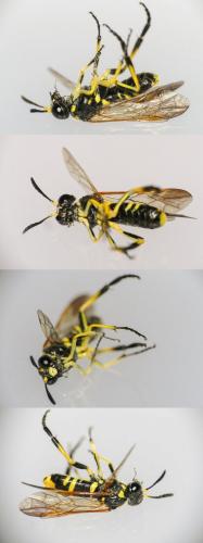 Réf. 170 657 : Tenthredo (marginella-thompsoni)
