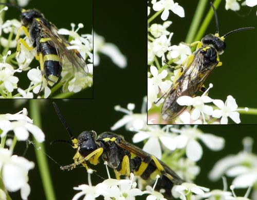 Zonuledo zonula