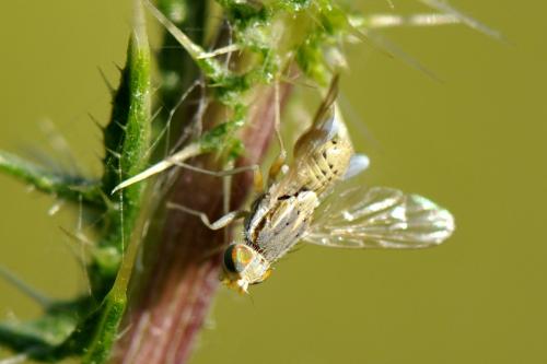 Réf. 170 827 : Terellia serratulae