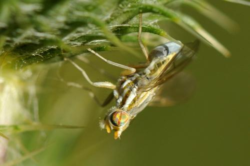 Réf. 170 829 : Terellia serratulae