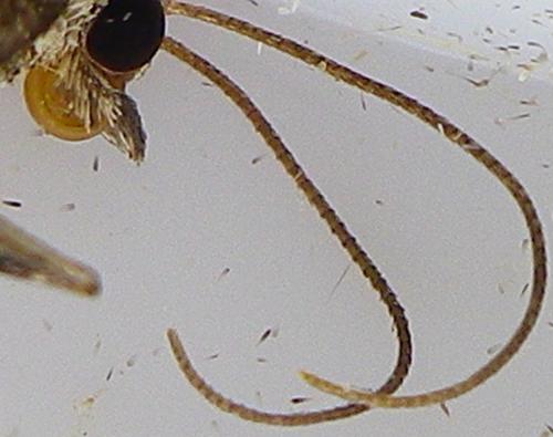 Réf. 170 531 : Thera sp.