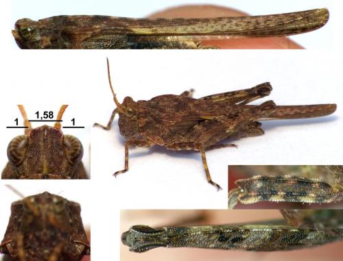 Réf. 170 501 : Tetrix subulata