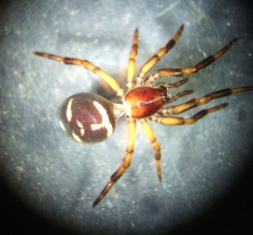 Réf. 170 850 : Asagena phalerata