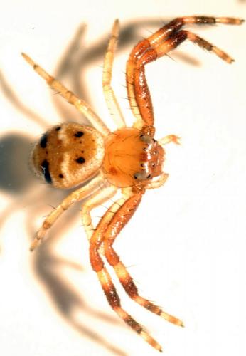 Synema globosum
