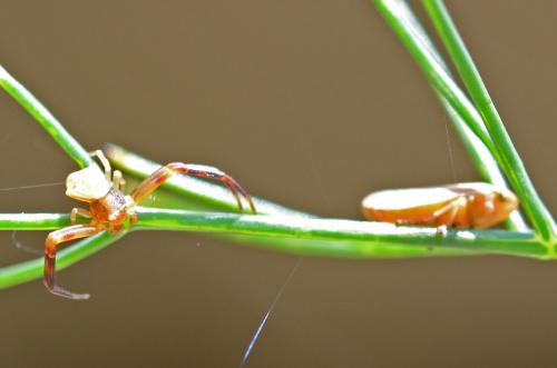 Réf. 170 927 : Thomisus sp.