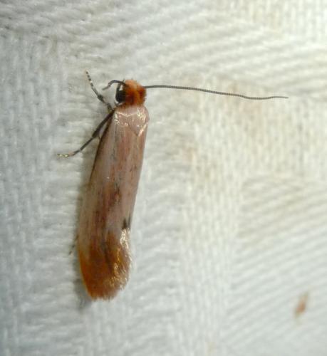 Réf. 170 515 : Tinea semifulvella