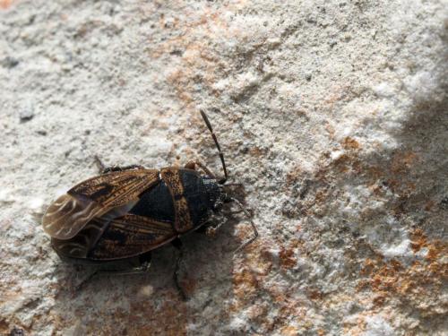 Trapezonotus arenarius