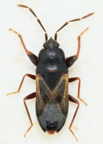 Réf. 170 689 : Tropistethus fasciatus
