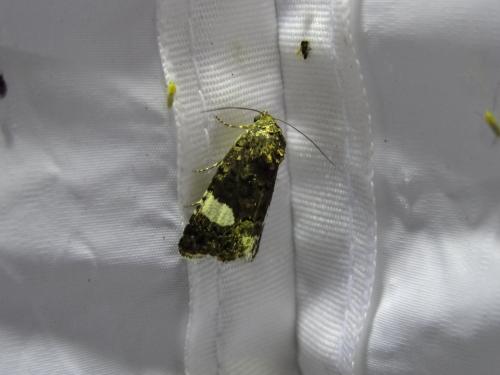 Tyta luctuosa