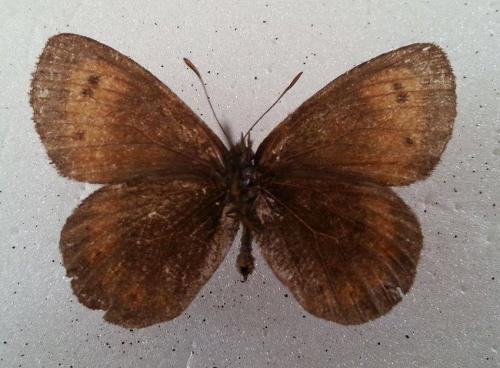 Erebia ligea