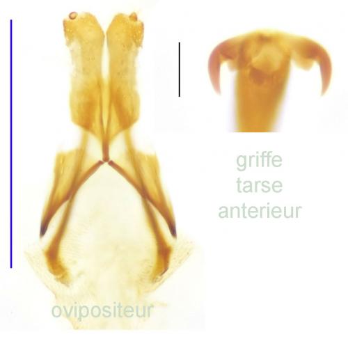 Réf. 170 443 : Xenostrongylus deyrollei