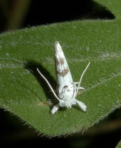 Niphonympha dealbatella