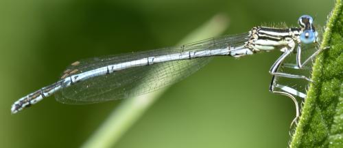 Platycnemis pennipes